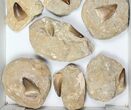 Lot: Fossil Mosasaur Teeth In Rock - Pieces #98296-1